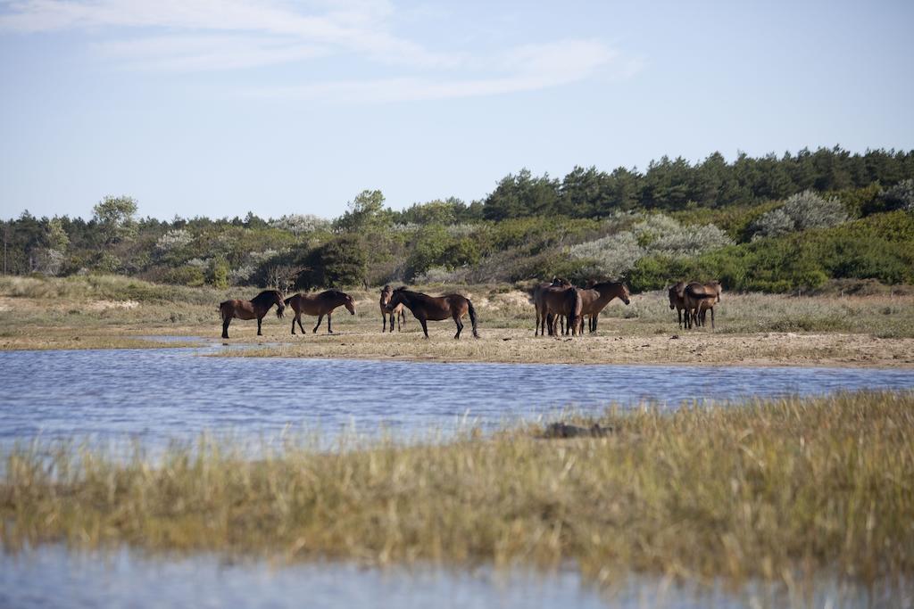 Bungalows - Bungalowpark Mooyeveld - Uniek Gelegen In De Duinen! 艾格蒙宾能 外观 照片