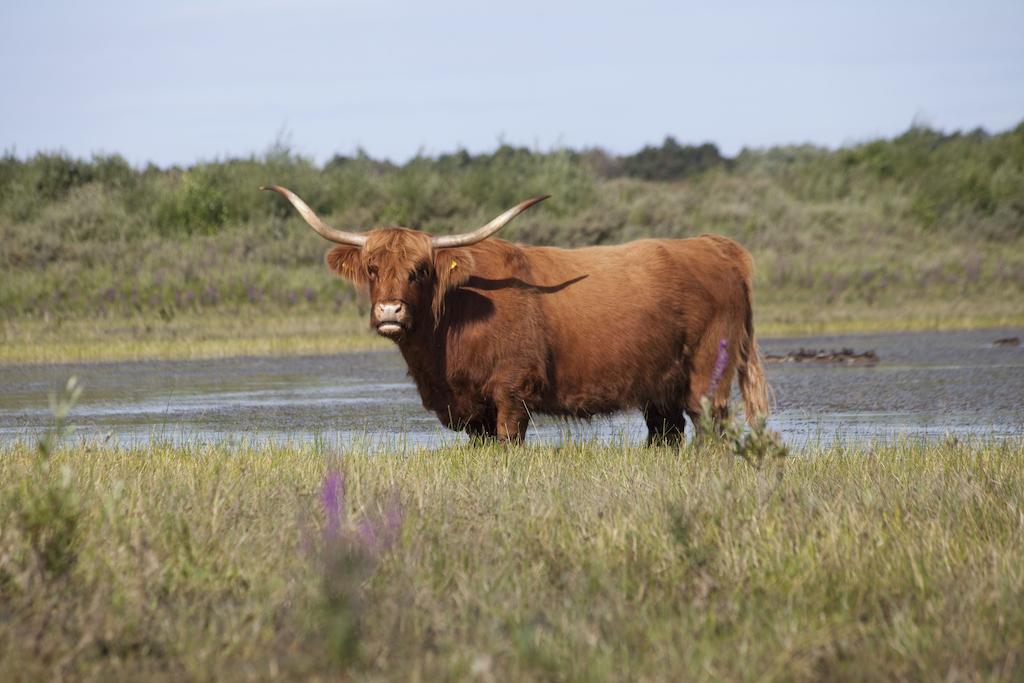Bungalows - Bungalowpark Mooyeveld - Uniek Gelegen In De Duinen! 艾格蒙宾能 外观 照片
